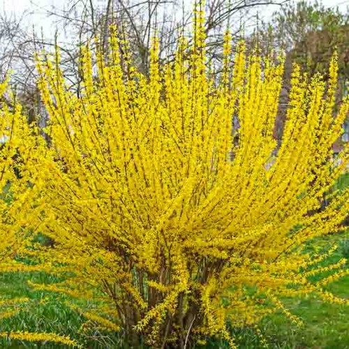 Forsythia x intermedia 'Lynwood' - Värdforsüütia 'Lynwood' C2/2L